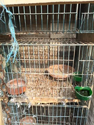 Bird or Pigeon Cage