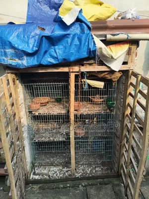 Bird or Pigeon Cage