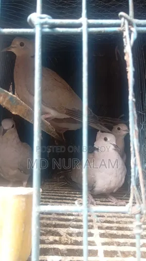 অস্ট্রেলিয়ান ঘুঘু পাখি