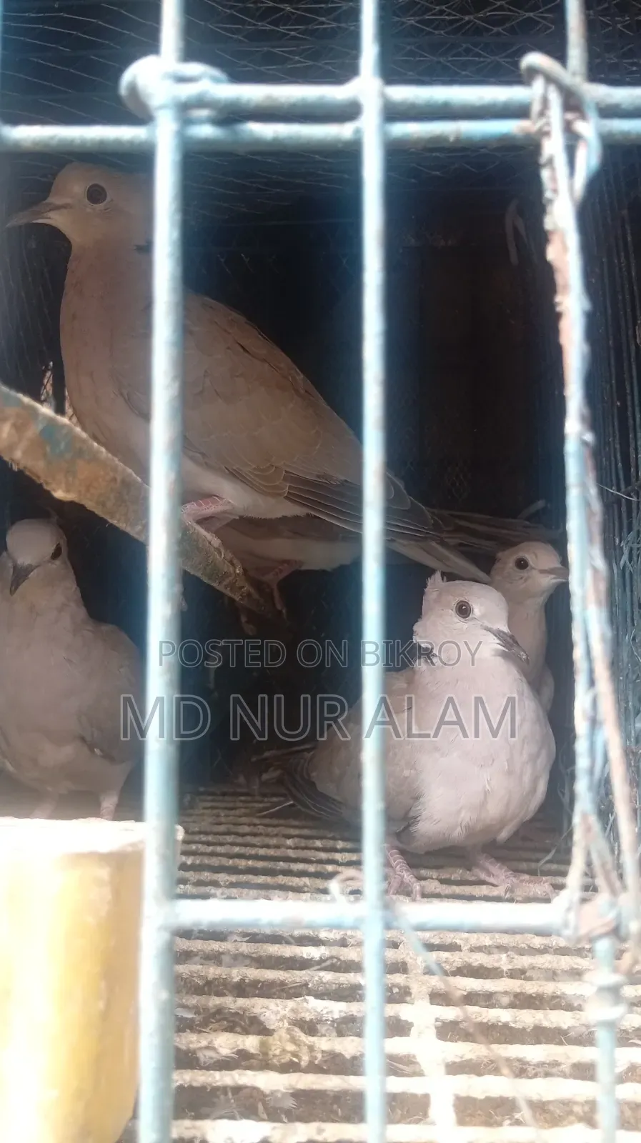 অস্ট্রেলিয়ান ঘুঘু পাখি