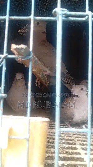 অস্ট্রেলিয়ান ঘুঘু পাখি