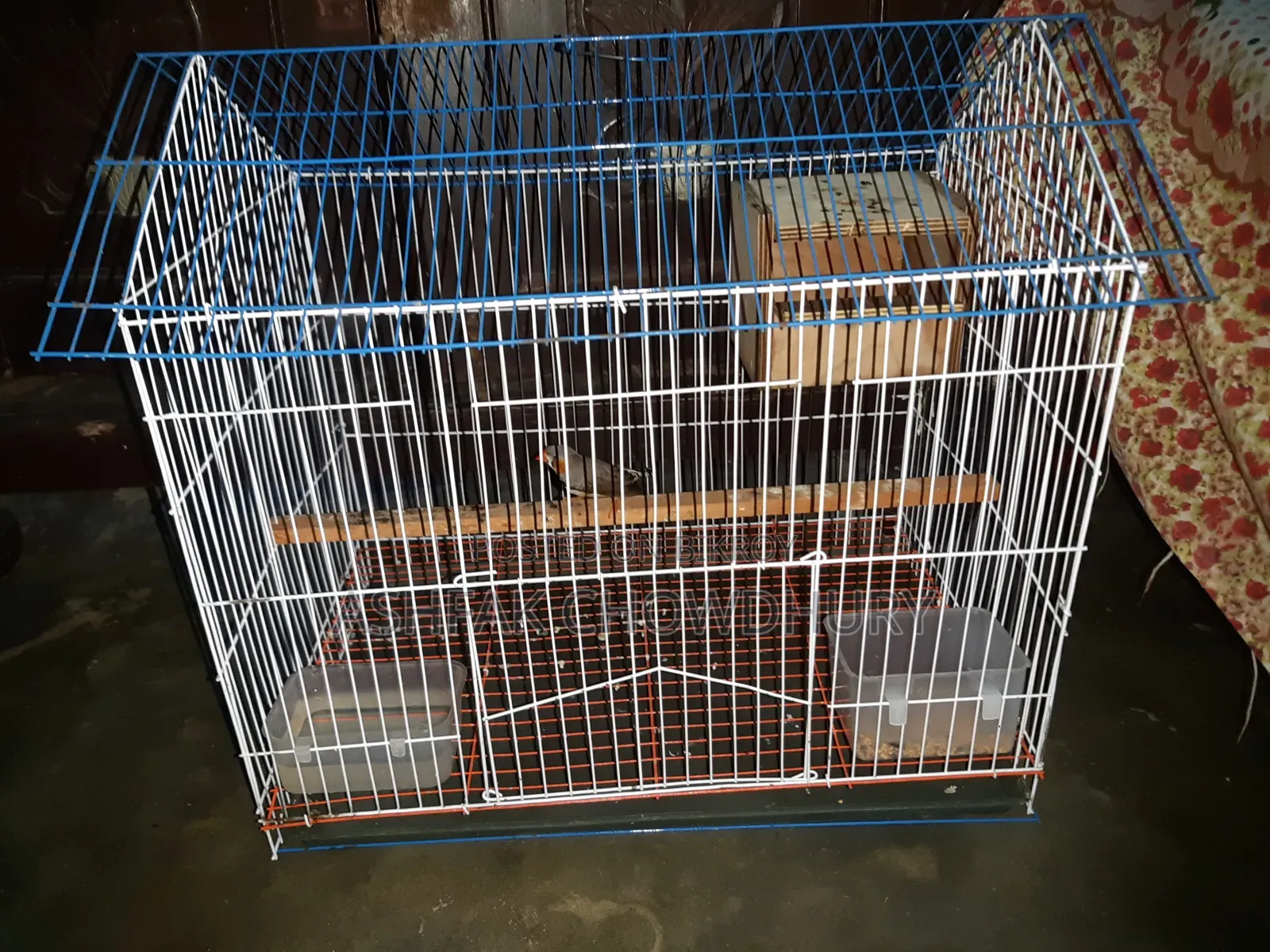 Finch Running Male