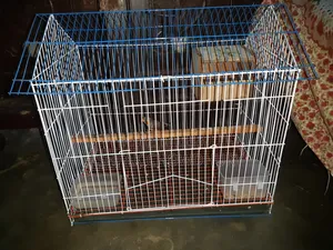 Finch Running Male