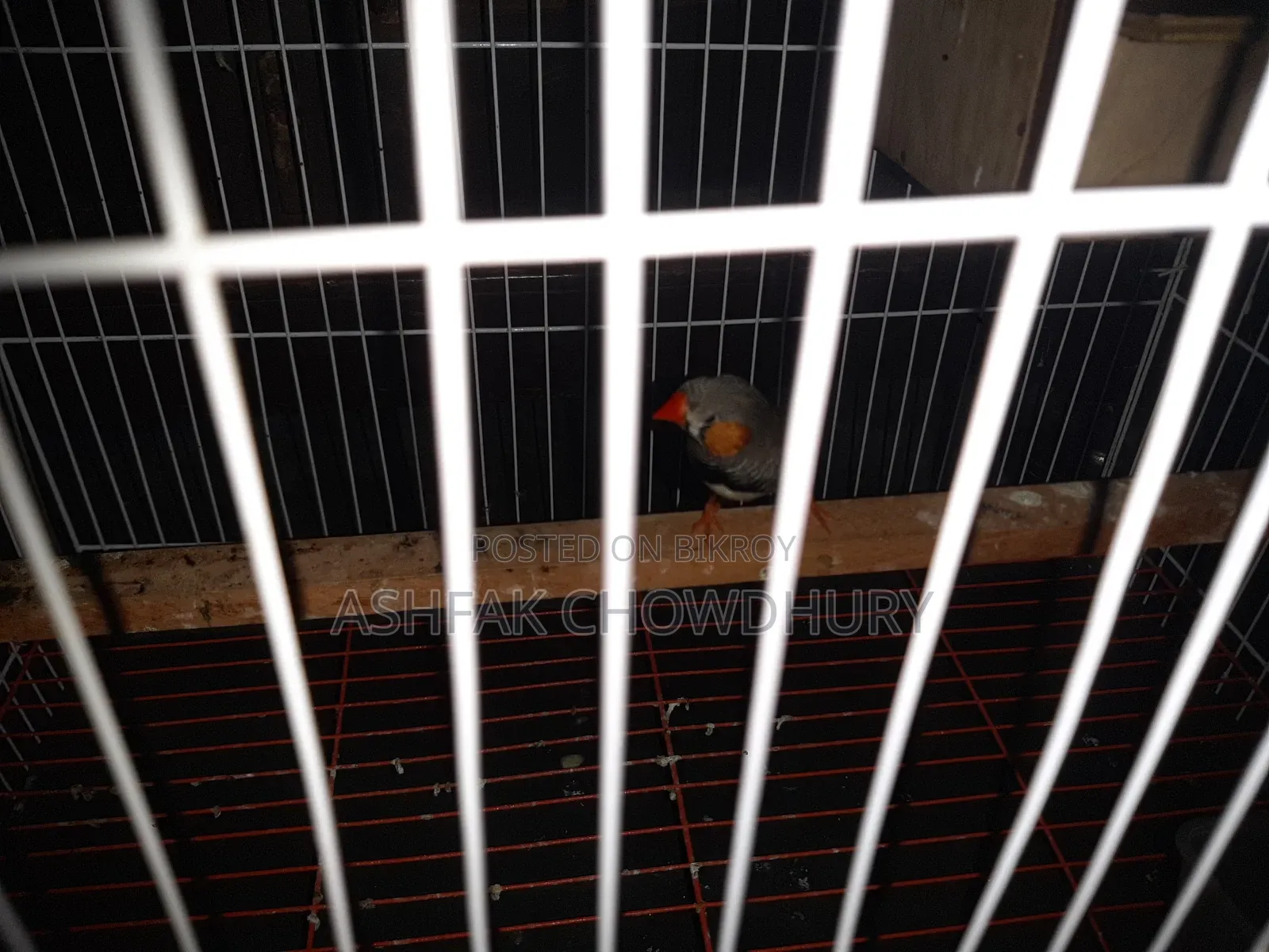 Finch Running Male