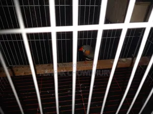 Finch Running Male