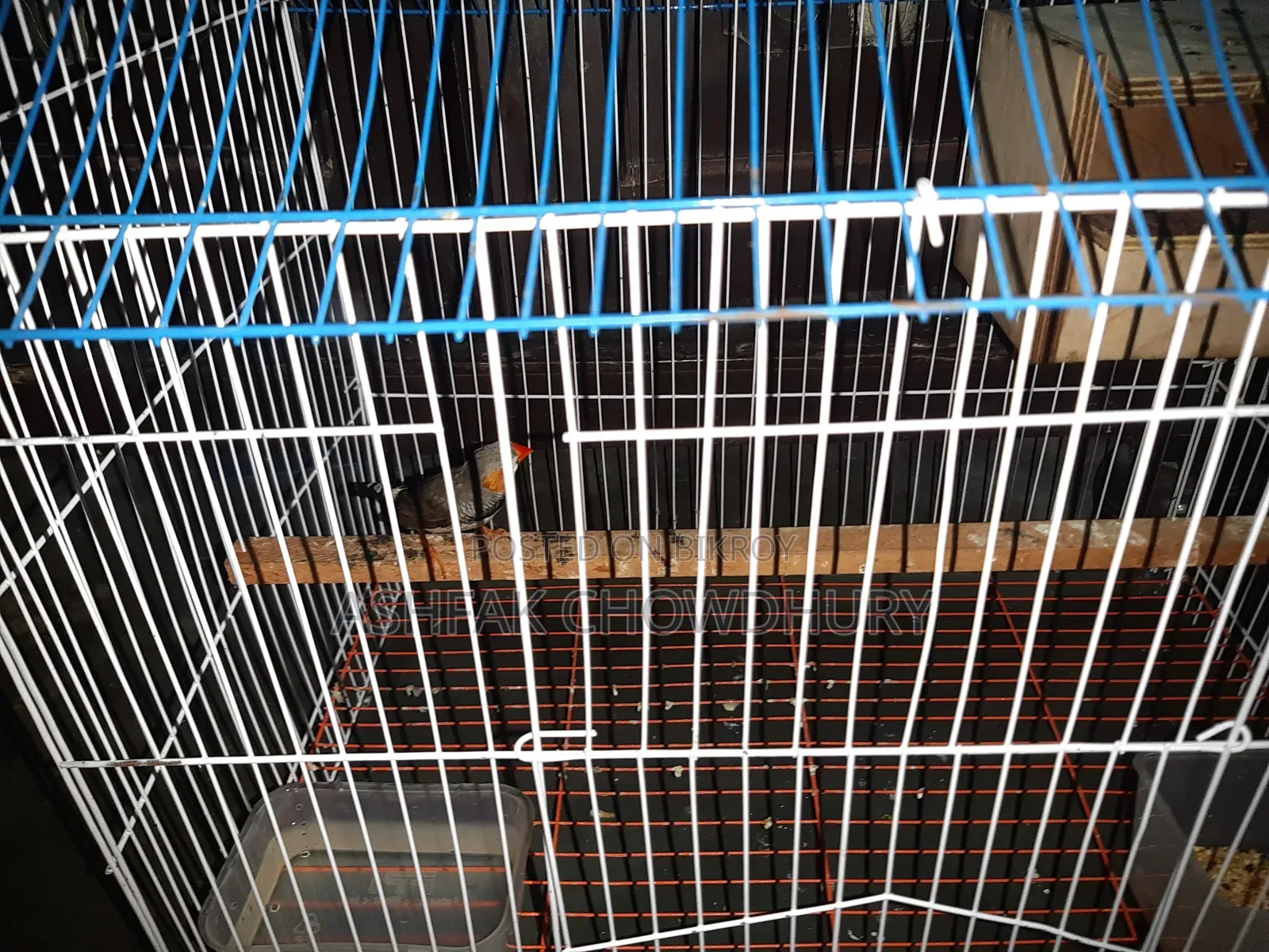 Finch Running Male