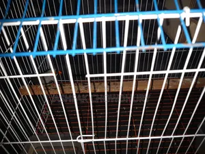 Finch Running Male
