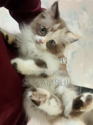 1-3 months Female Purebred Persian