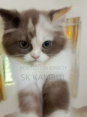1-3 months Female Purebred Persian