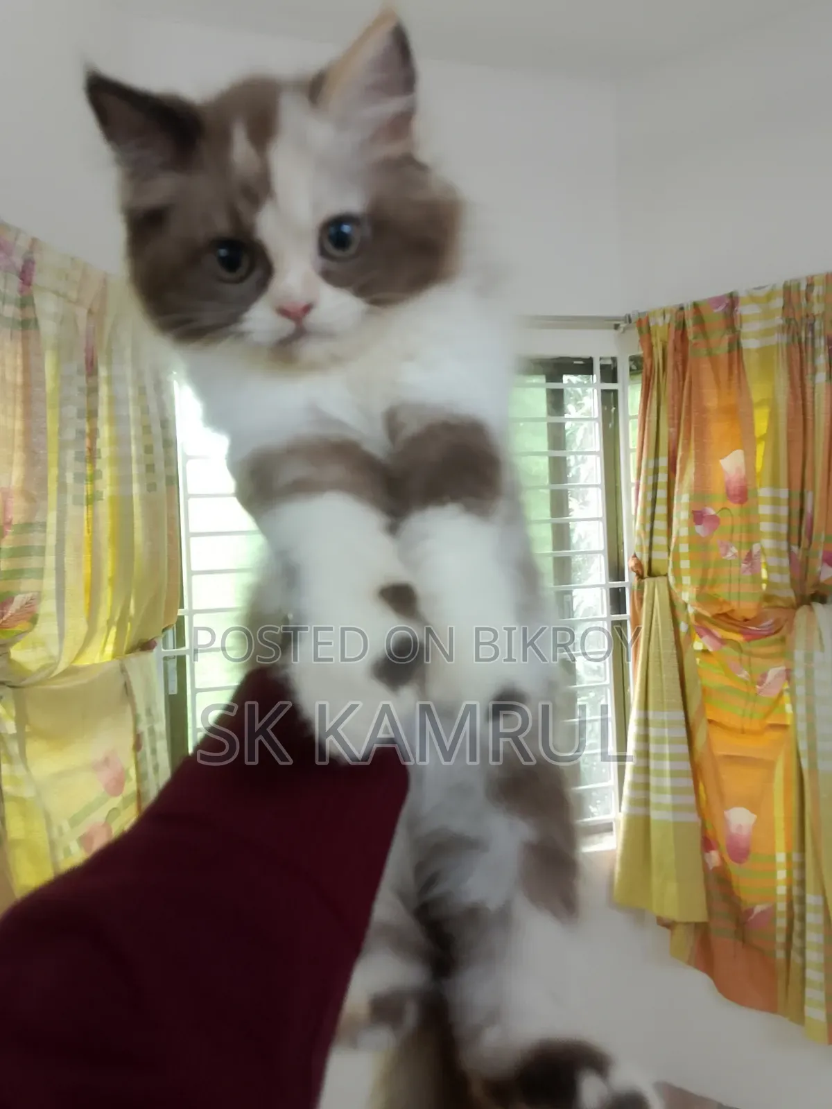 1-3 months Female Purebred Persian