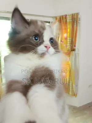 1-3 months Female Purebred Persian