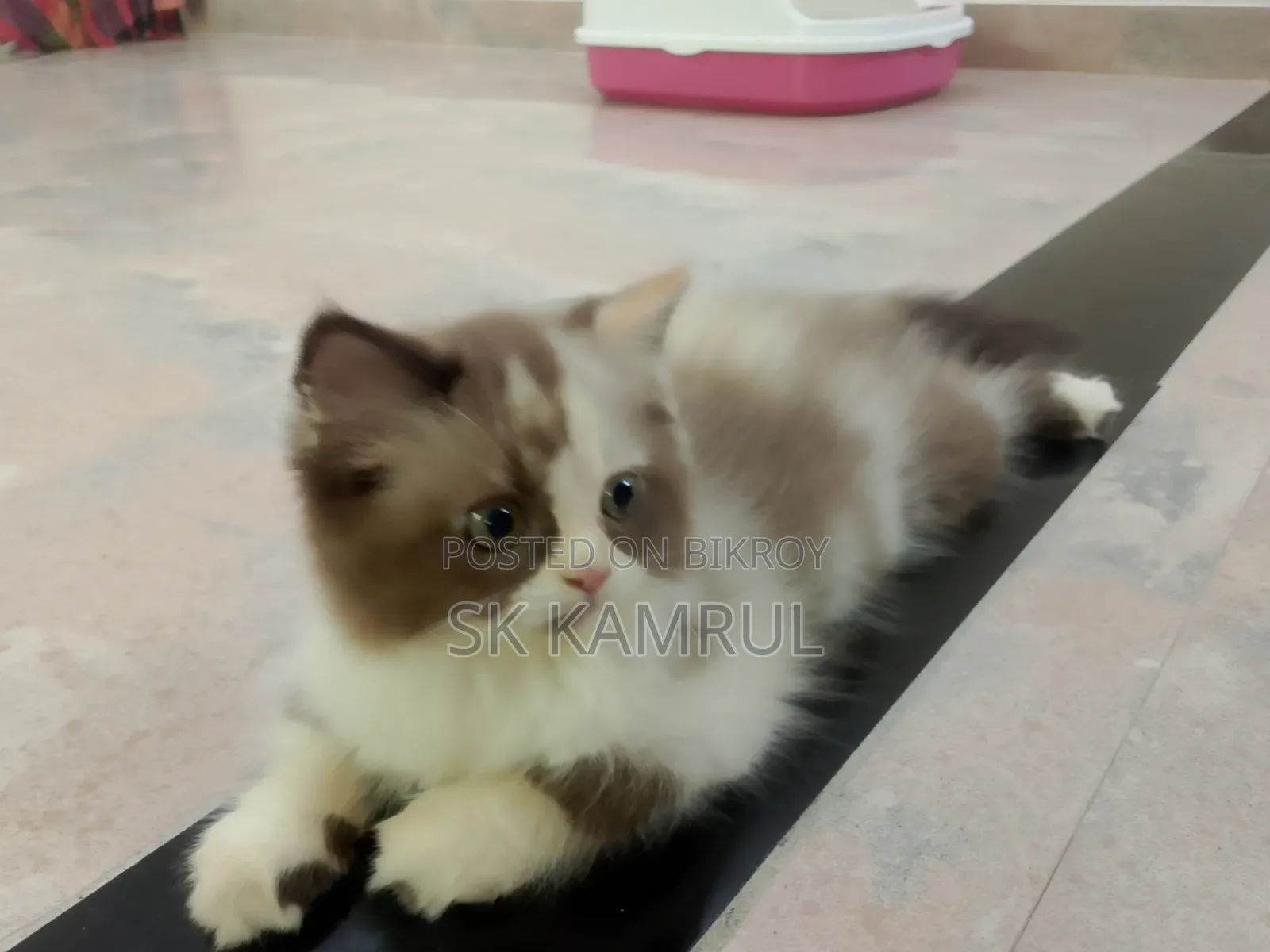 1-3 months Female Purebred Persian