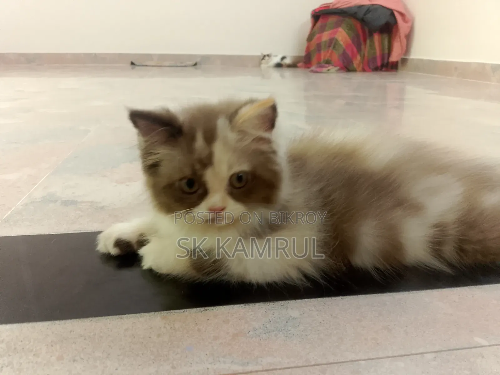 1-3 months Female Purebred Persian