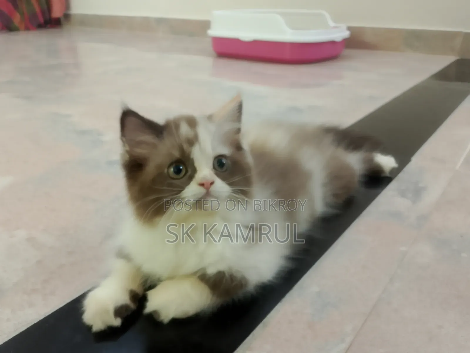 1-3 months Female Purebred Persian