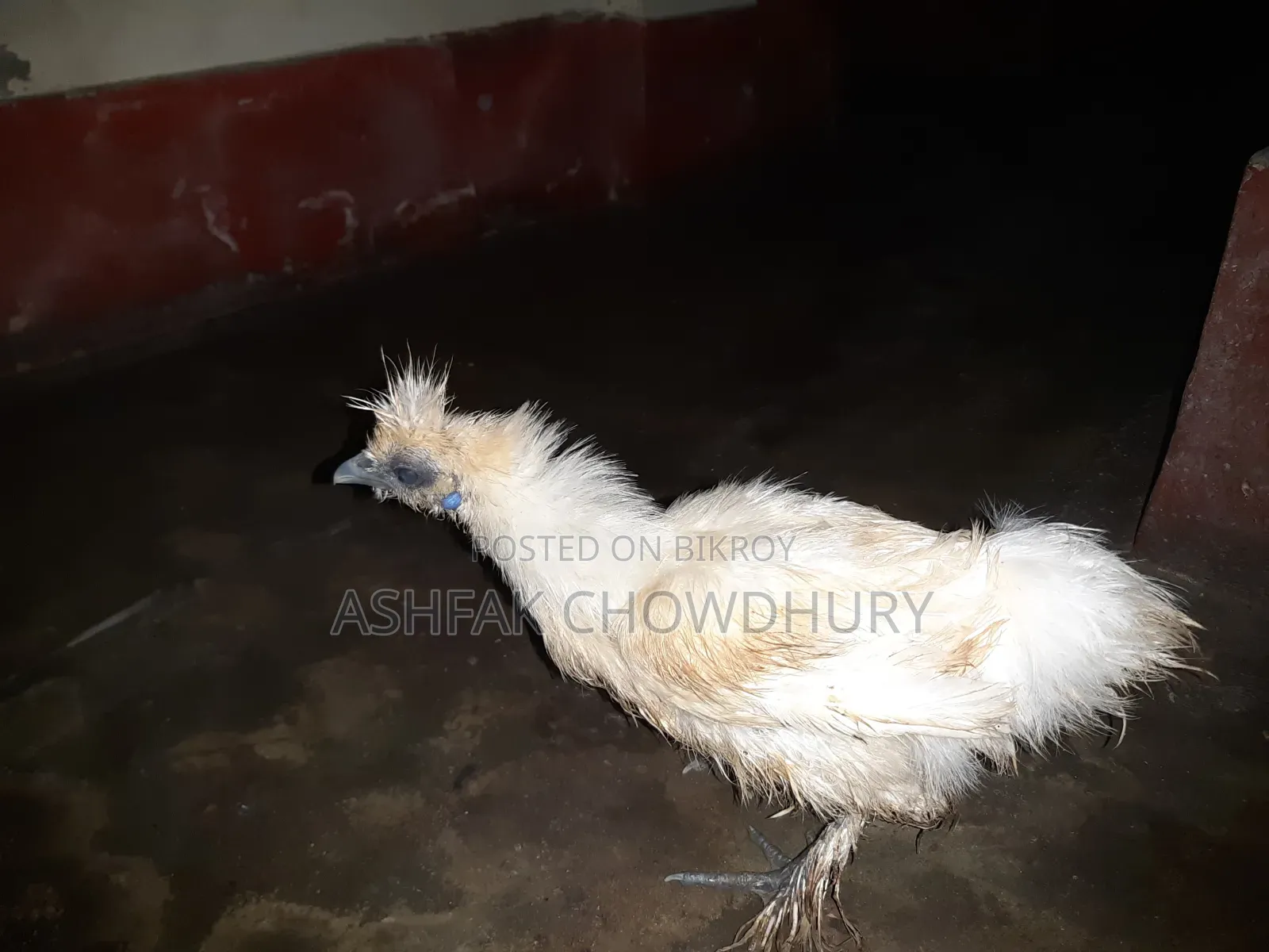 Silky Chicken