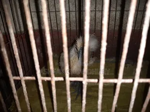 Silky Chicken