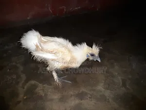 Silky Chicken