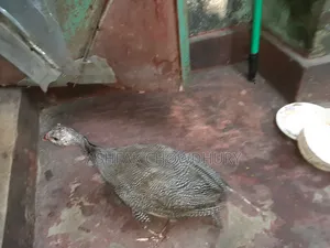 তিতির মুরগি (ছেলে)
