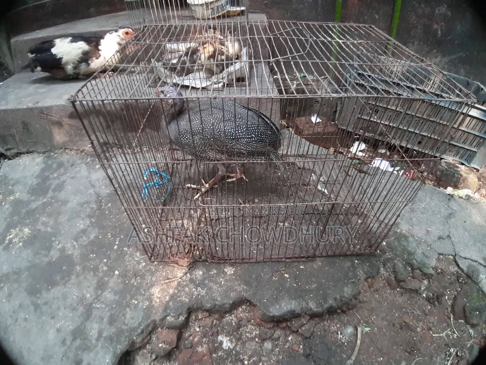 তিতির মুরগি (ছেলে)