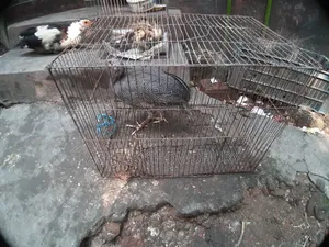 তিতির মুরগি (ছেলে)