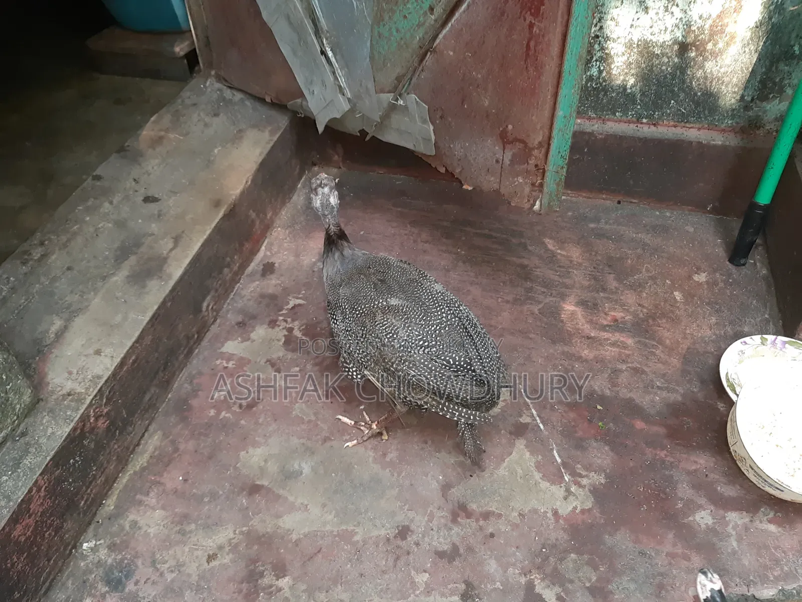 তিতির মুরগি (ছেলে)
