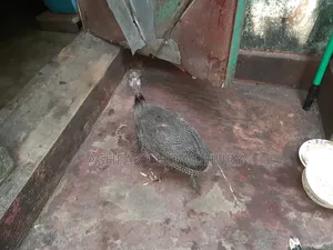 তিতির মুরগি (ছেলে)