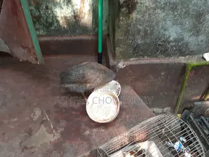 তিতির মুরগি (ছেলে)