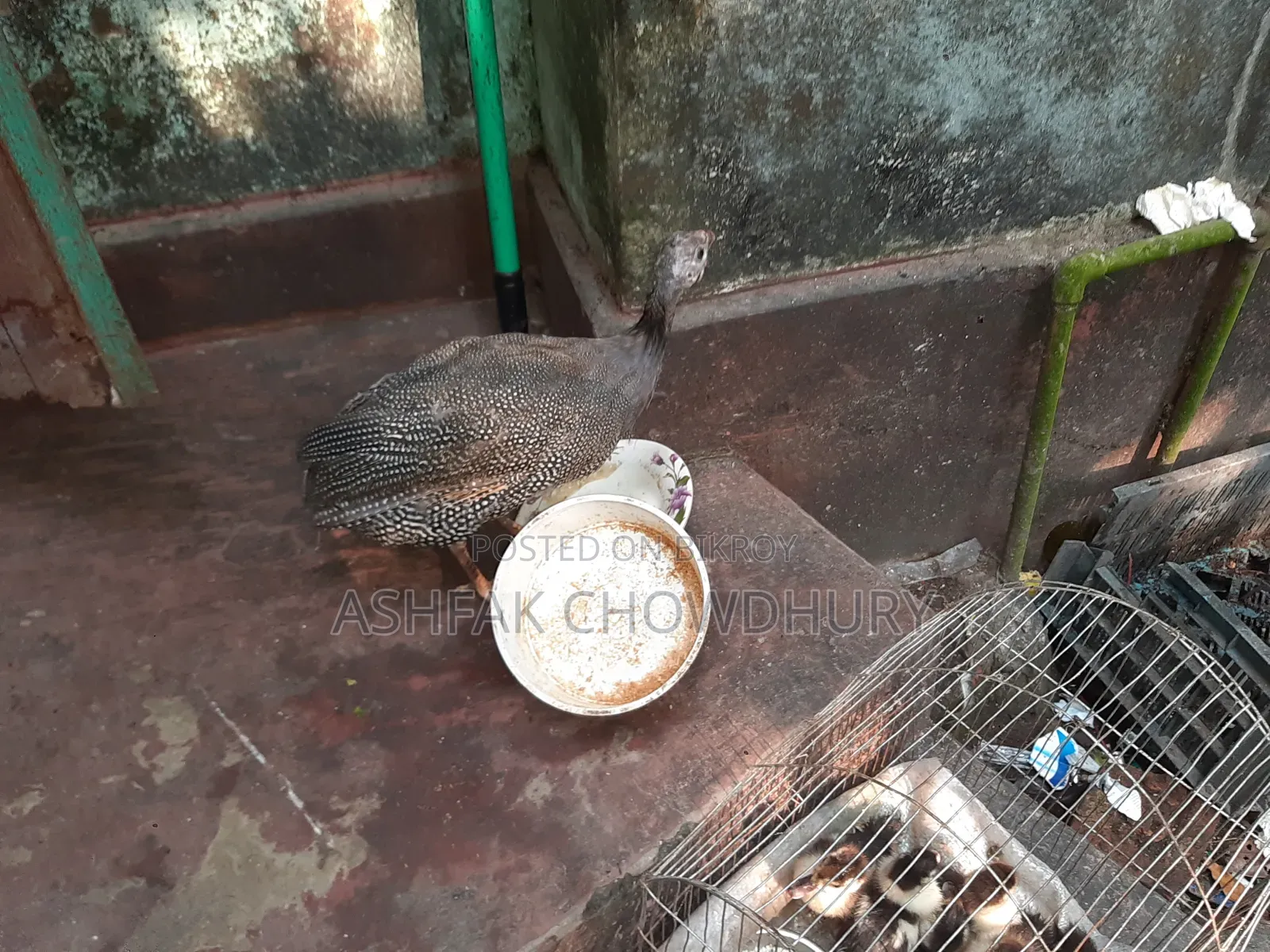 তিতির মুরগি (ছেলে)