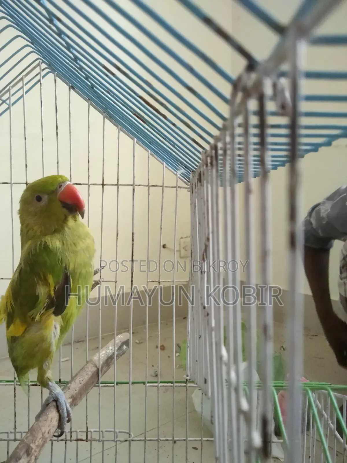 টিয়া পাখি