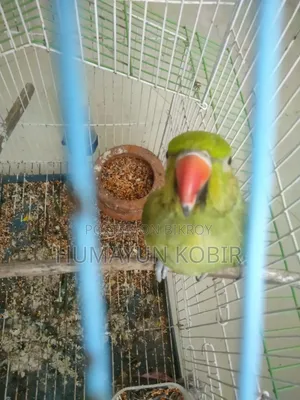 টিয়া পাখি