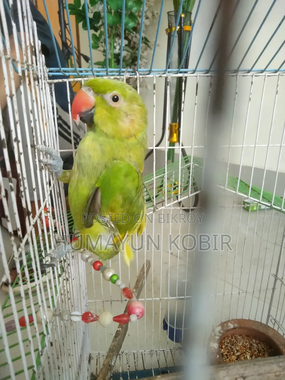 টিয়া পাখি