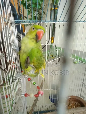 টিয়া পাখি
