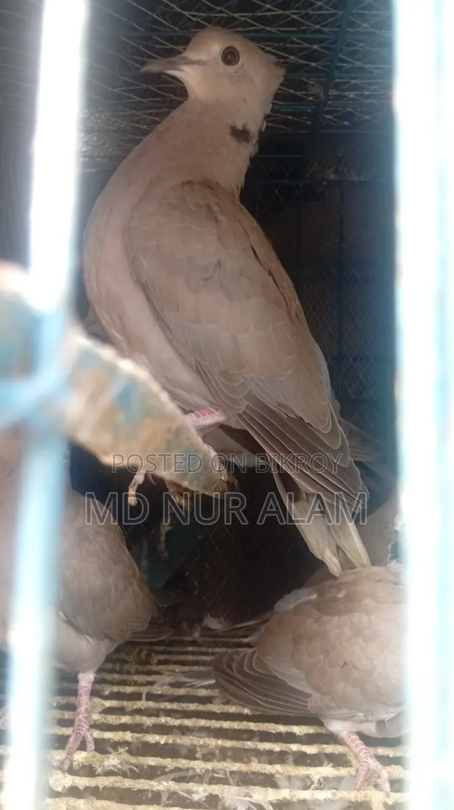 ঘুঘু পাখি চুটাল অস্ট্রেলিয়ান