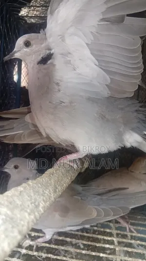 ঘুঘু পাখি চুটাল অস্ট্রেলিয়ান