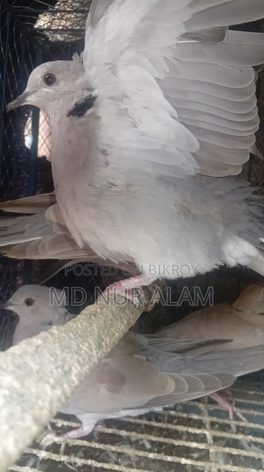 ঘুঘু পাখি চুটাল অস্ট্রেলিয়ান