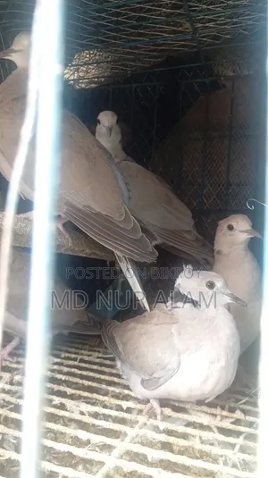 ঘুঘু পাখি চুটাল অস্ট্রেলিয়ান