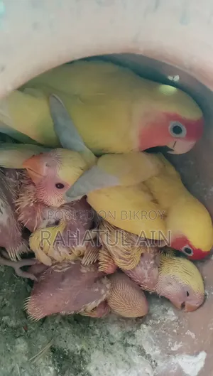লাভ বার্ড বেবি