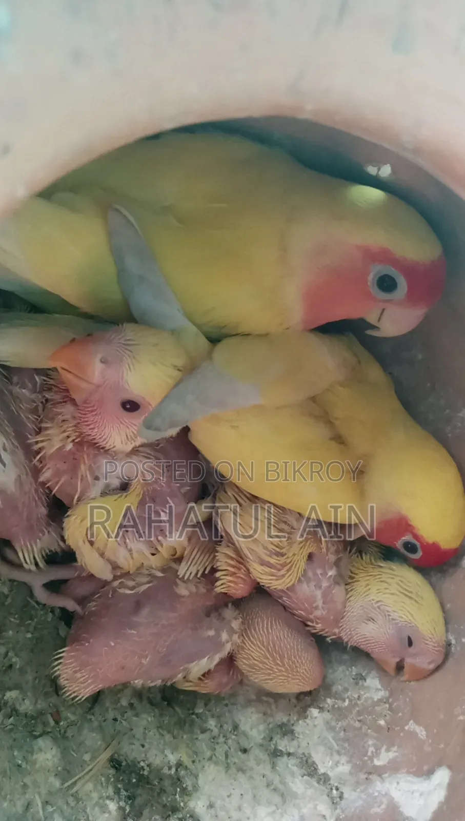 লাভ বার্ড বেবি