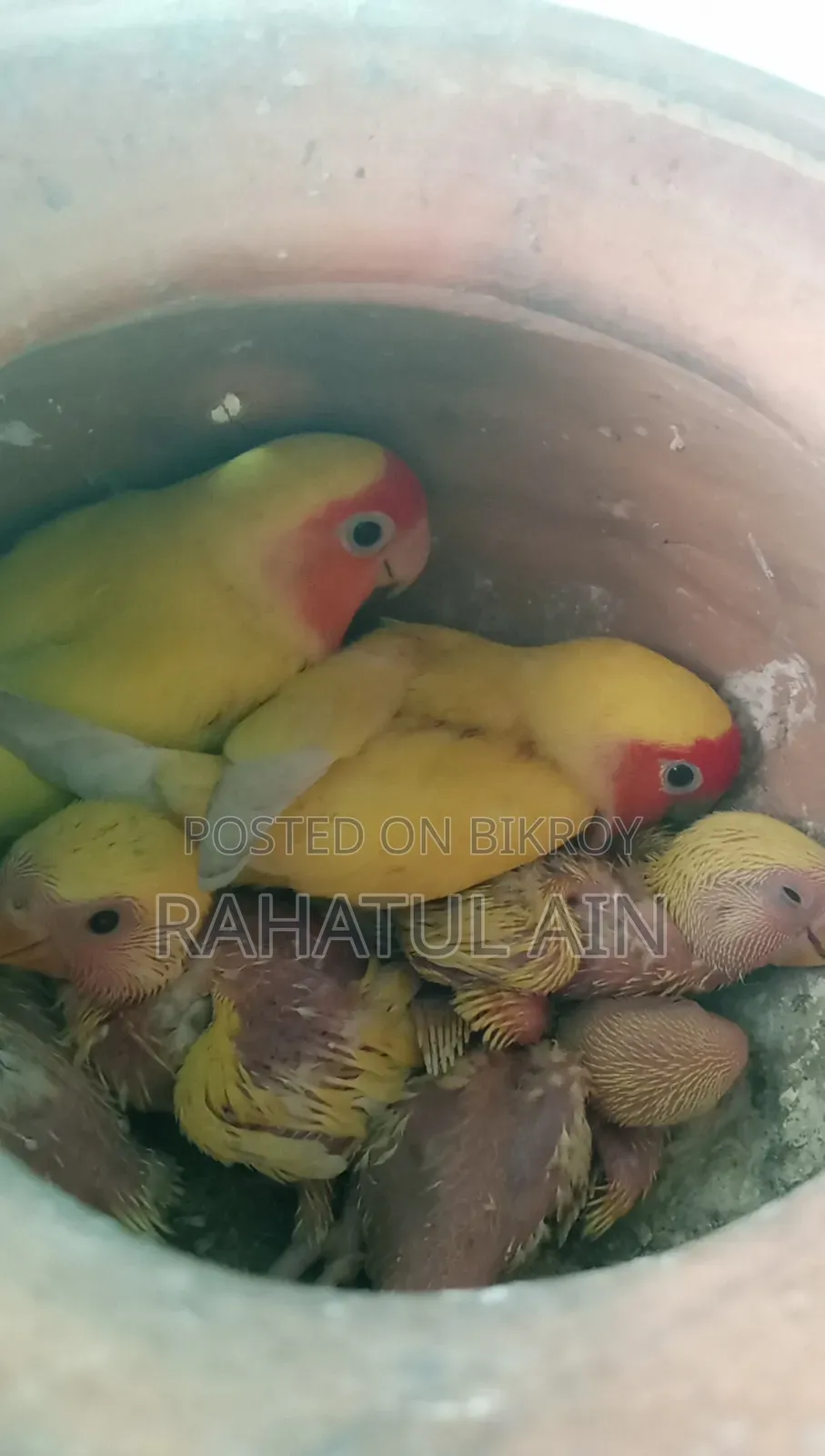 লাভ বার্ড বেবি