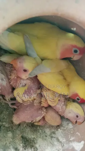 লাভ বার্ড বেবি