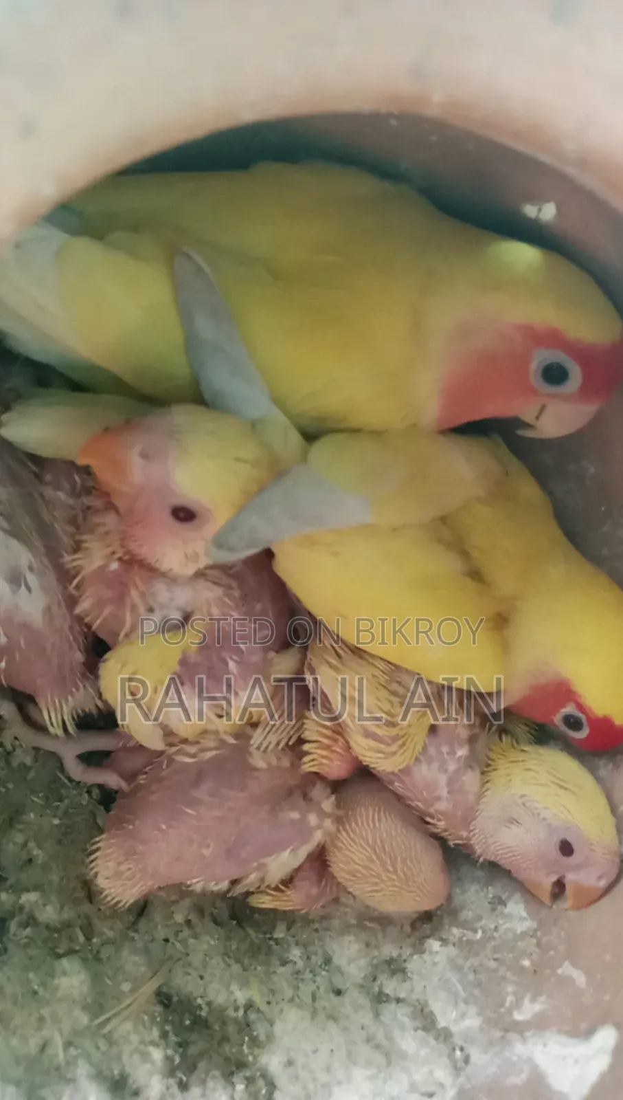 লাভ বার্ড বেবি