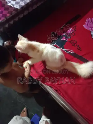 ৬-১২ মাসের পুরুষ খাঁটি পার্সিয়ান বিড়াল