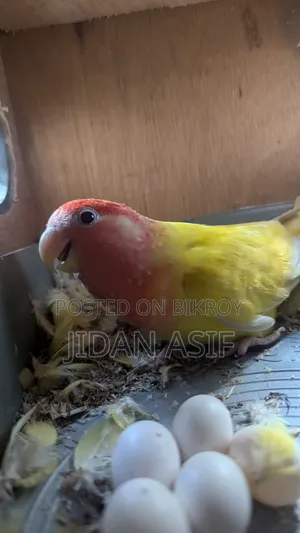 লাভ বার্ড, Love Bird