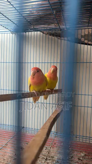 লাভ বার্ড, Love Bird