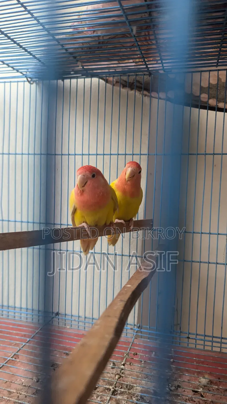 লাভ বার্ড, Love Bird