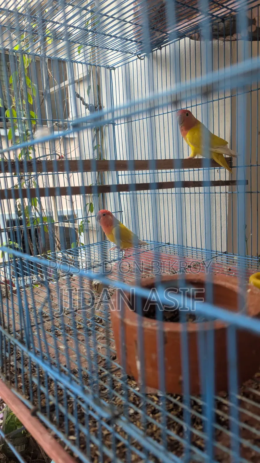 লাভ বার্ড, Love Bird