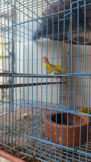 লাভ বার্ড, Love Bird