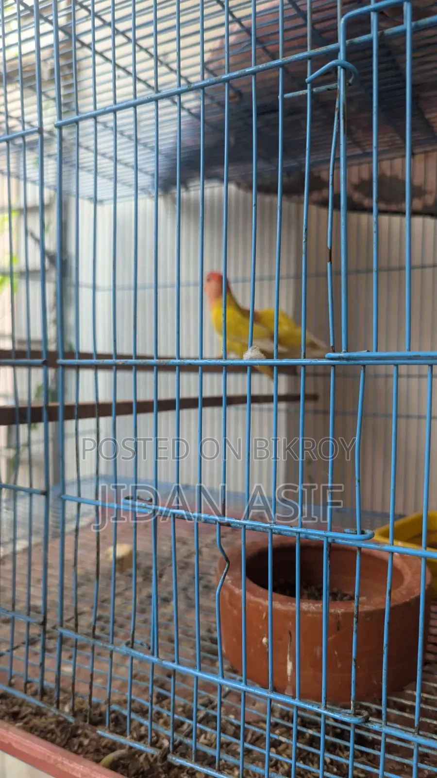 লাভ বার্ড, Love Bird