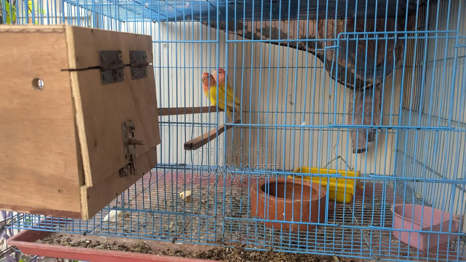 লাভ বার্ড, Love Bird