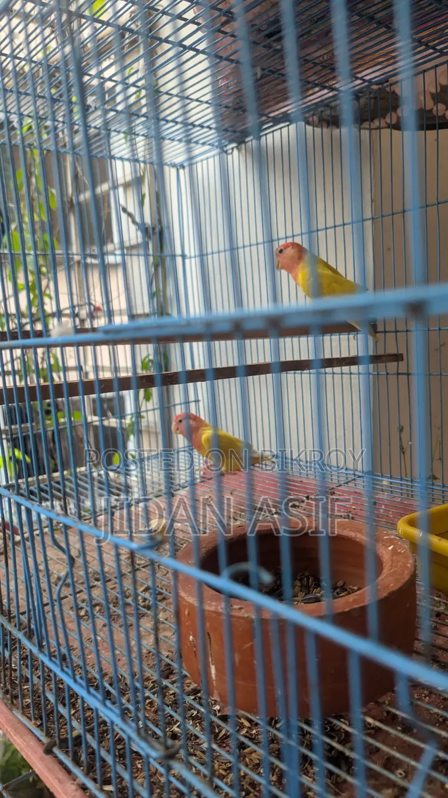 লাভ বার্ড, Love Bird